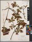 Foto von Salix cinerea subsp. atrocinerea (Brot.) Guinier